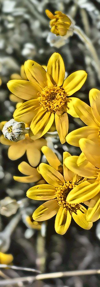 yellowBlossom2Crop2